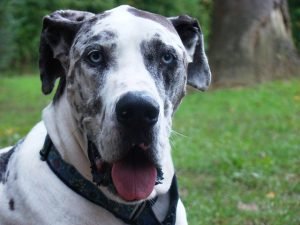 dog-749191_640