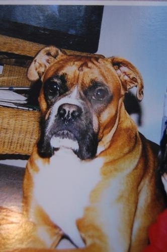 Beau