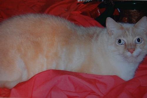 Bosco