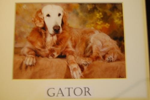 Gator