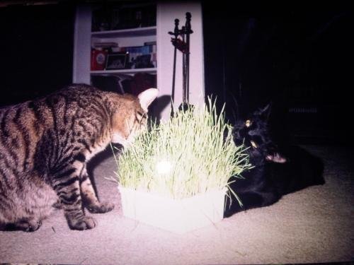 Tubby & Chubbie