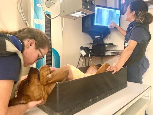 Veterinary Nurses 3