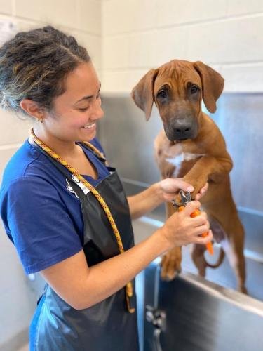 Kennel Techs 1